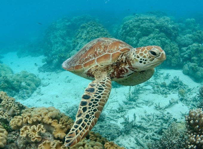 Une expérience inédite