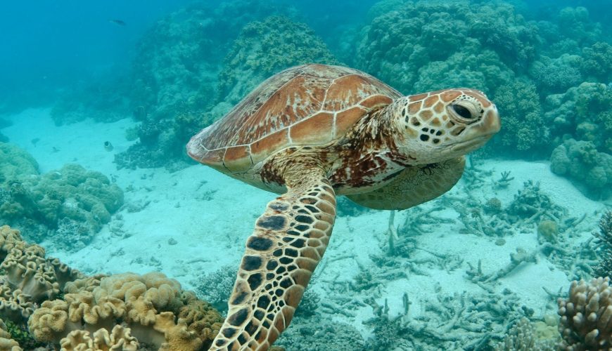 Turtle,On,Surface,At,Great,Barrier,Reef